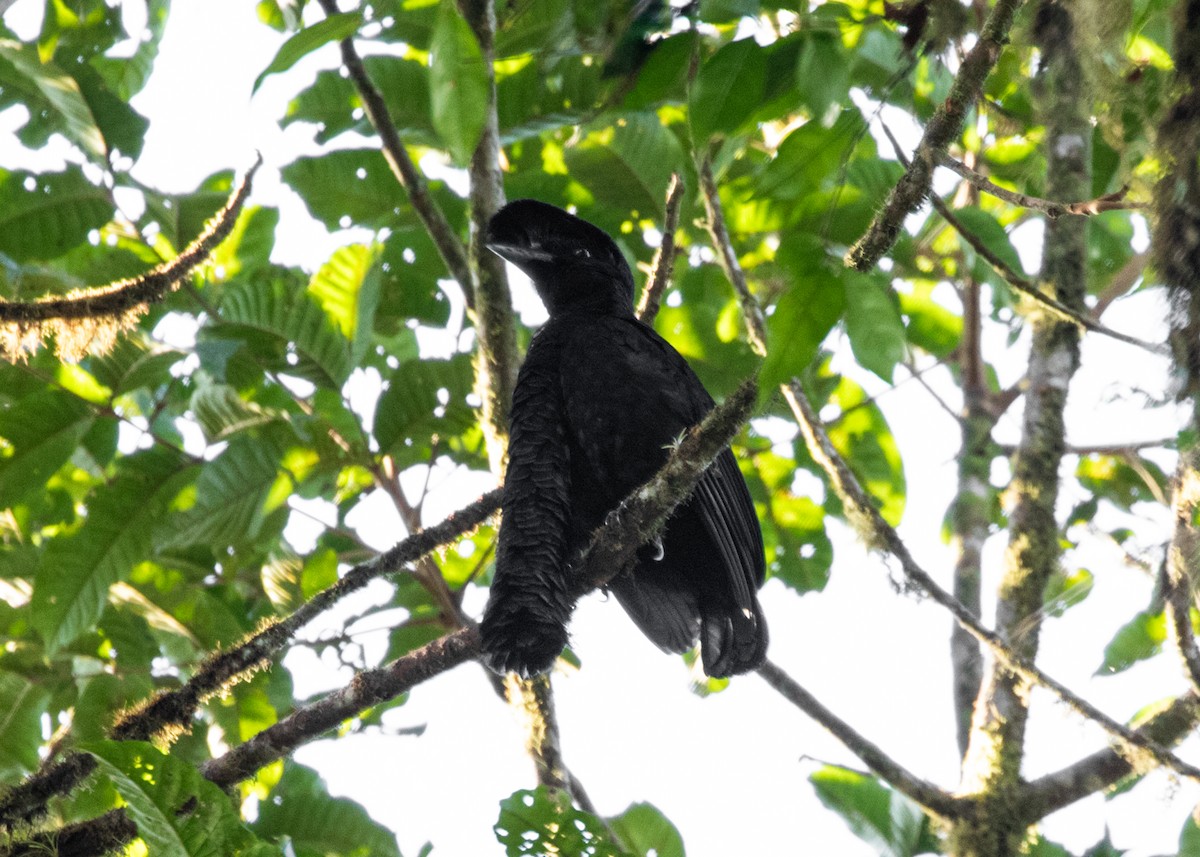 Эквадорская зонтичная птица - ML613903139