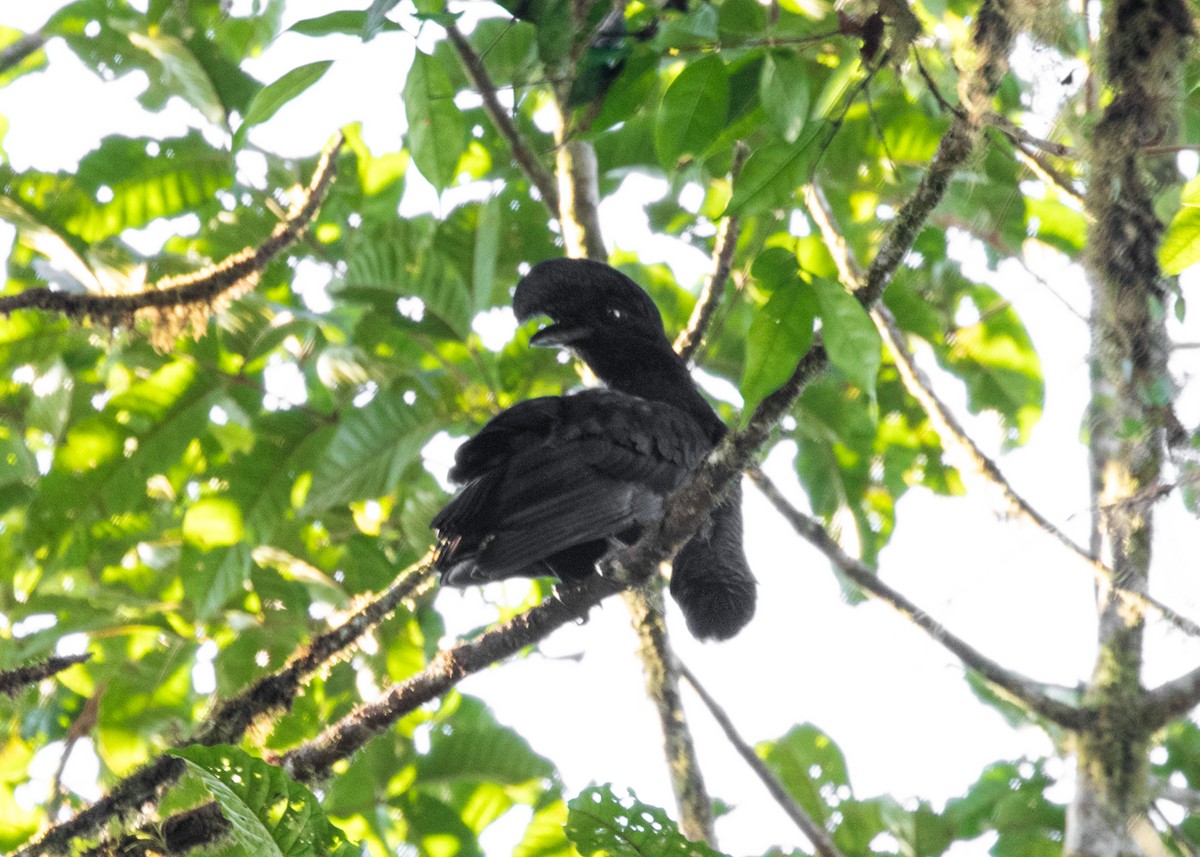 Эквадорская зонтичная птица - ML613903141