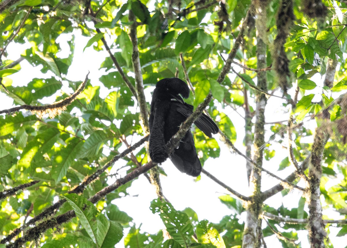 Эквадорская зонтичная птица - ML613903142