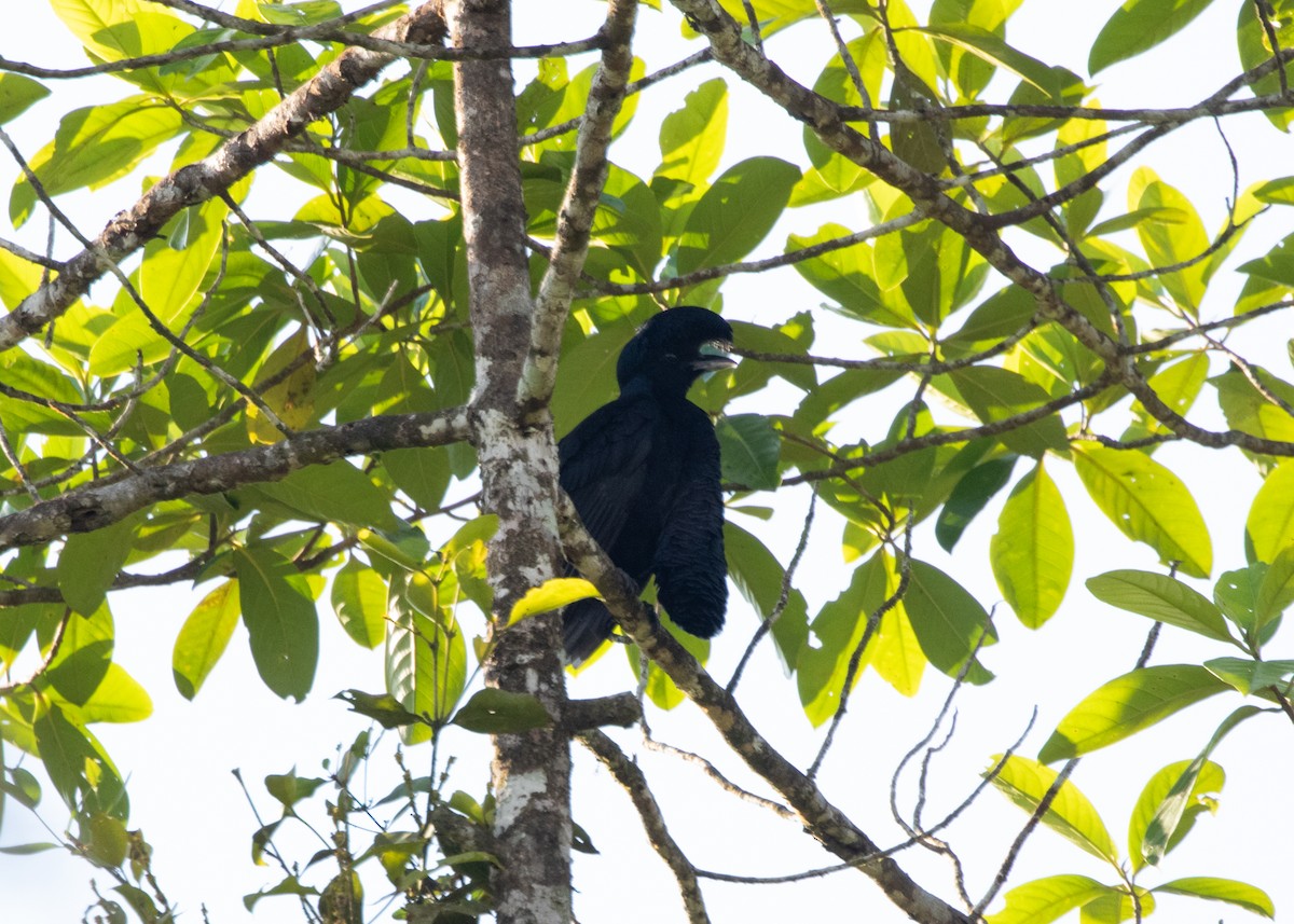 Long-wattled Umbrellabird - ML613903144