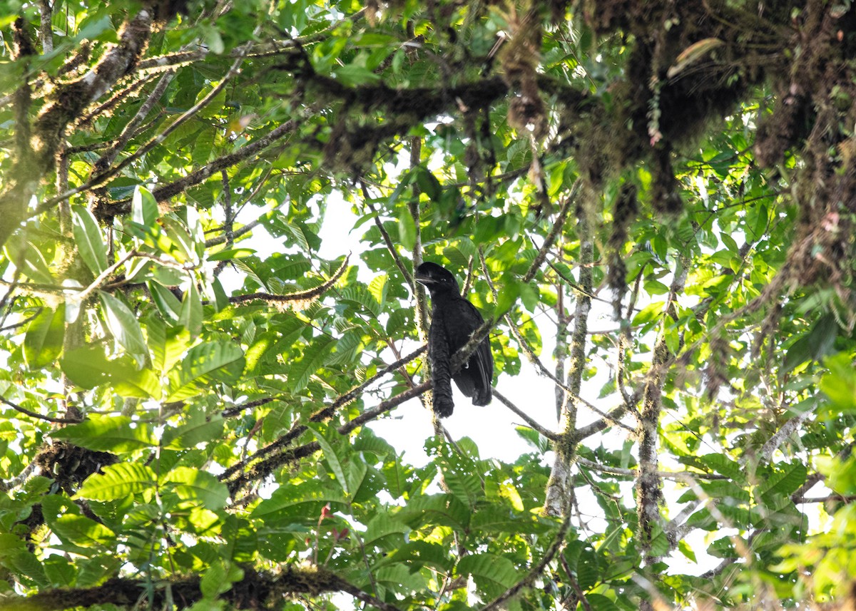 Long-wattled Umbrellabird - ML613903152