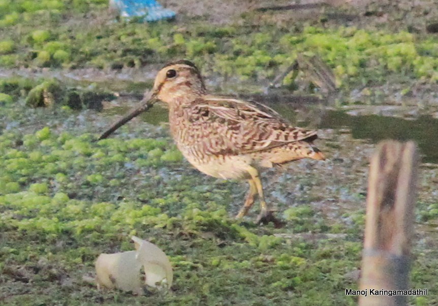 Pin-tailed Snipe - Manoj Karingamadathil