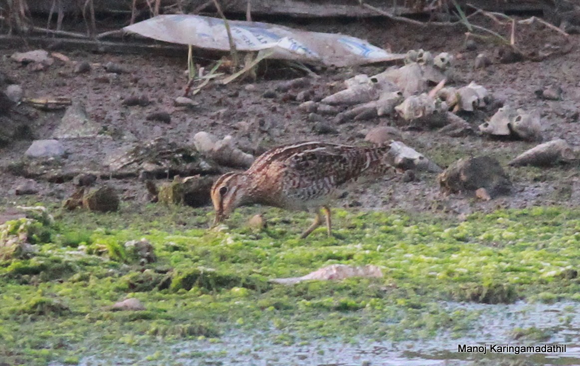 Pin-tailed Snipe - Manoj Karingamadathil