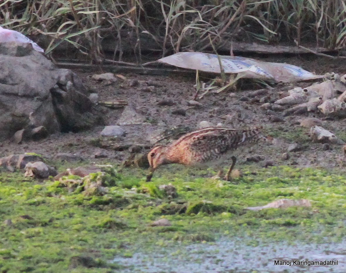 Pin-tailed Snipe - Manoj Karingamadathil