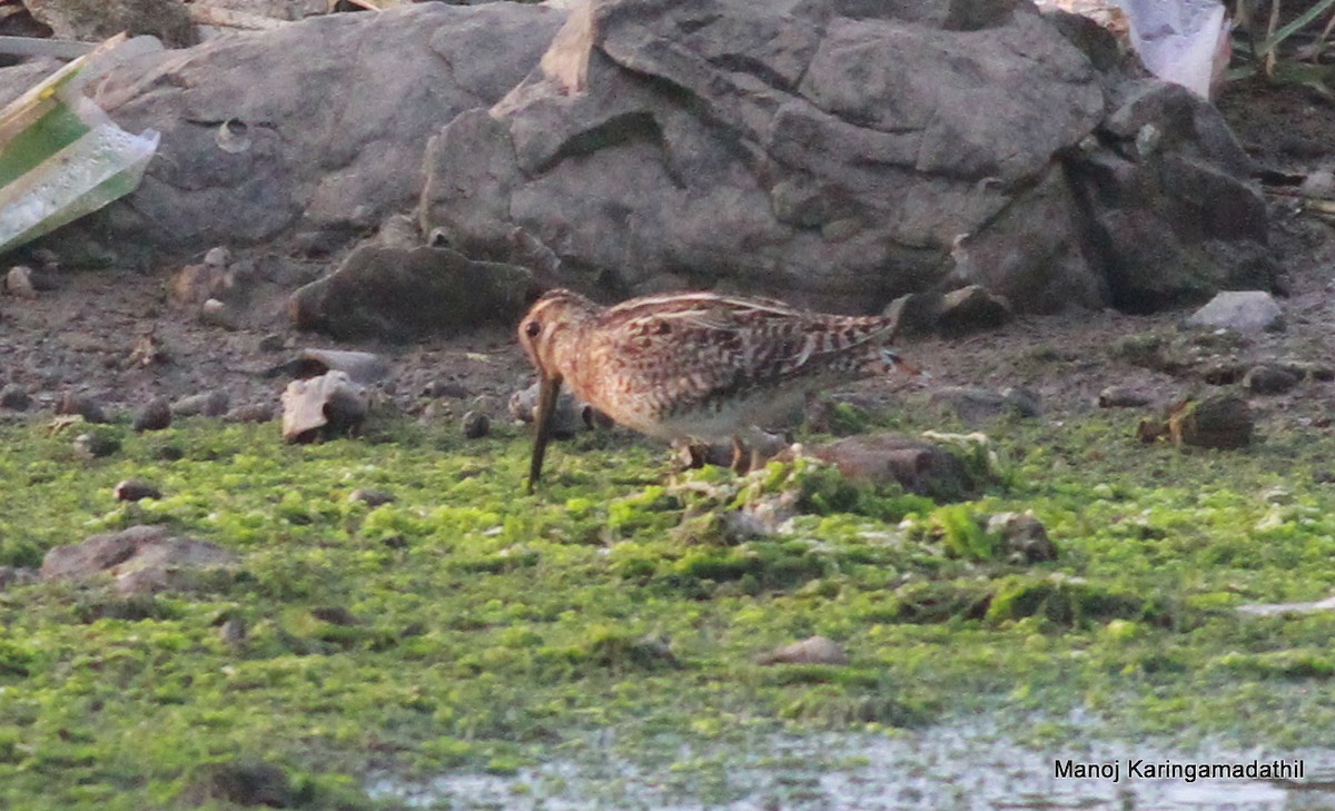 Pin-tailed Snipe - ML613903168