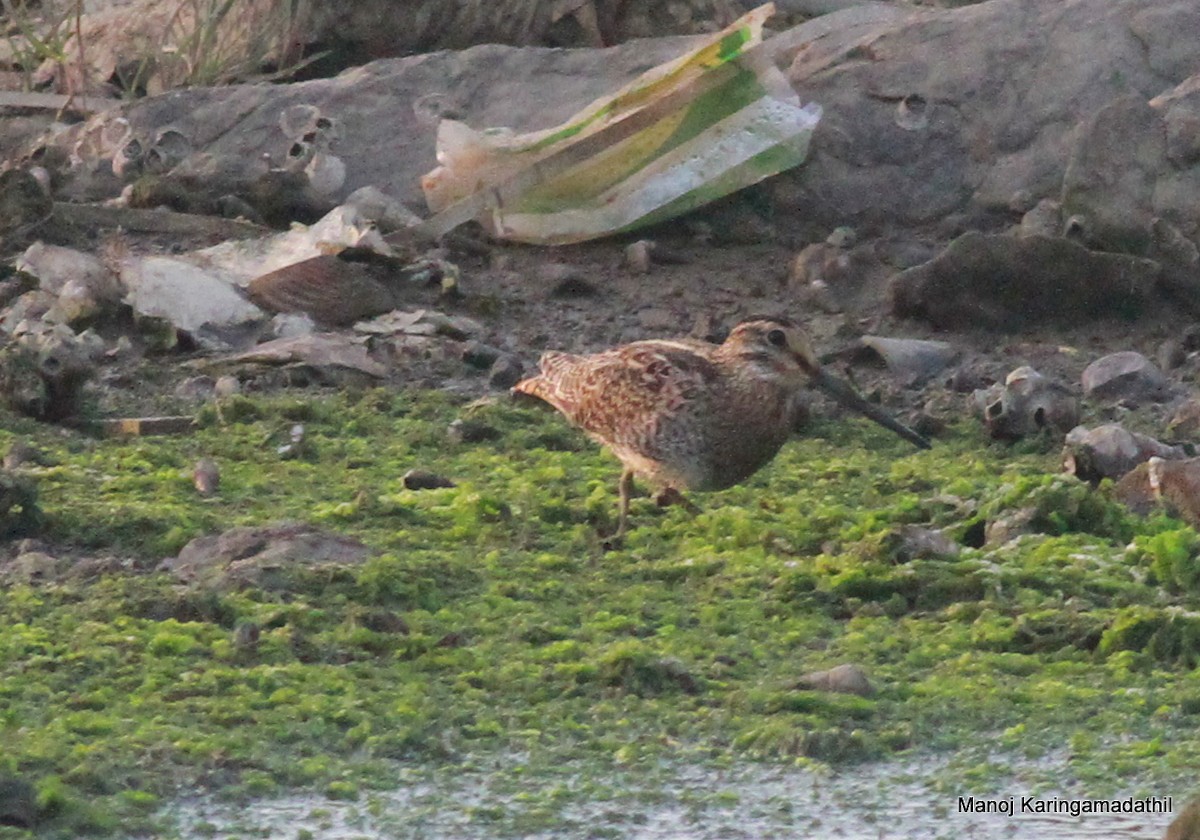 Pin-tailed Snipe - Manoj Karingamadathil