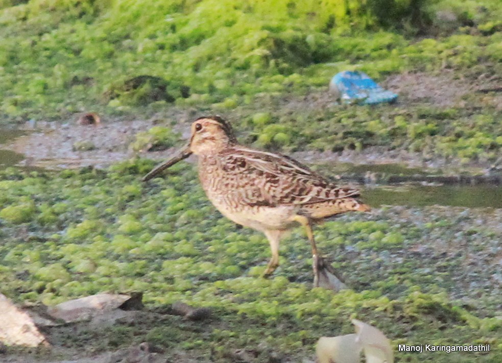 Pin-tailed Snipe - Manoj Karingamadathil