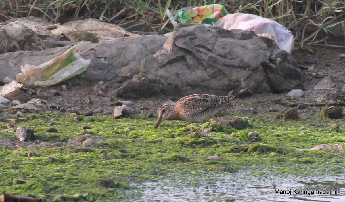 Pin-tailed Snipe - Manoj Karingamadathil