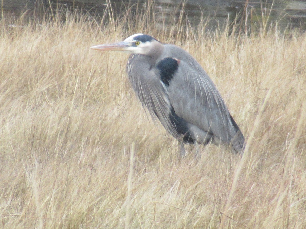 Great Blue Heron - ML613903227