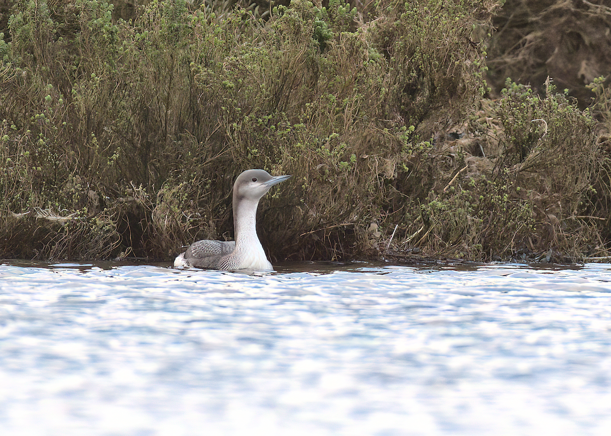 Arctic Loon - ML613903247