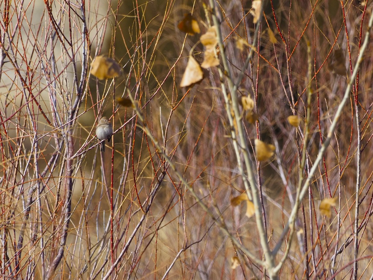 Field Sparrow - John Bruder