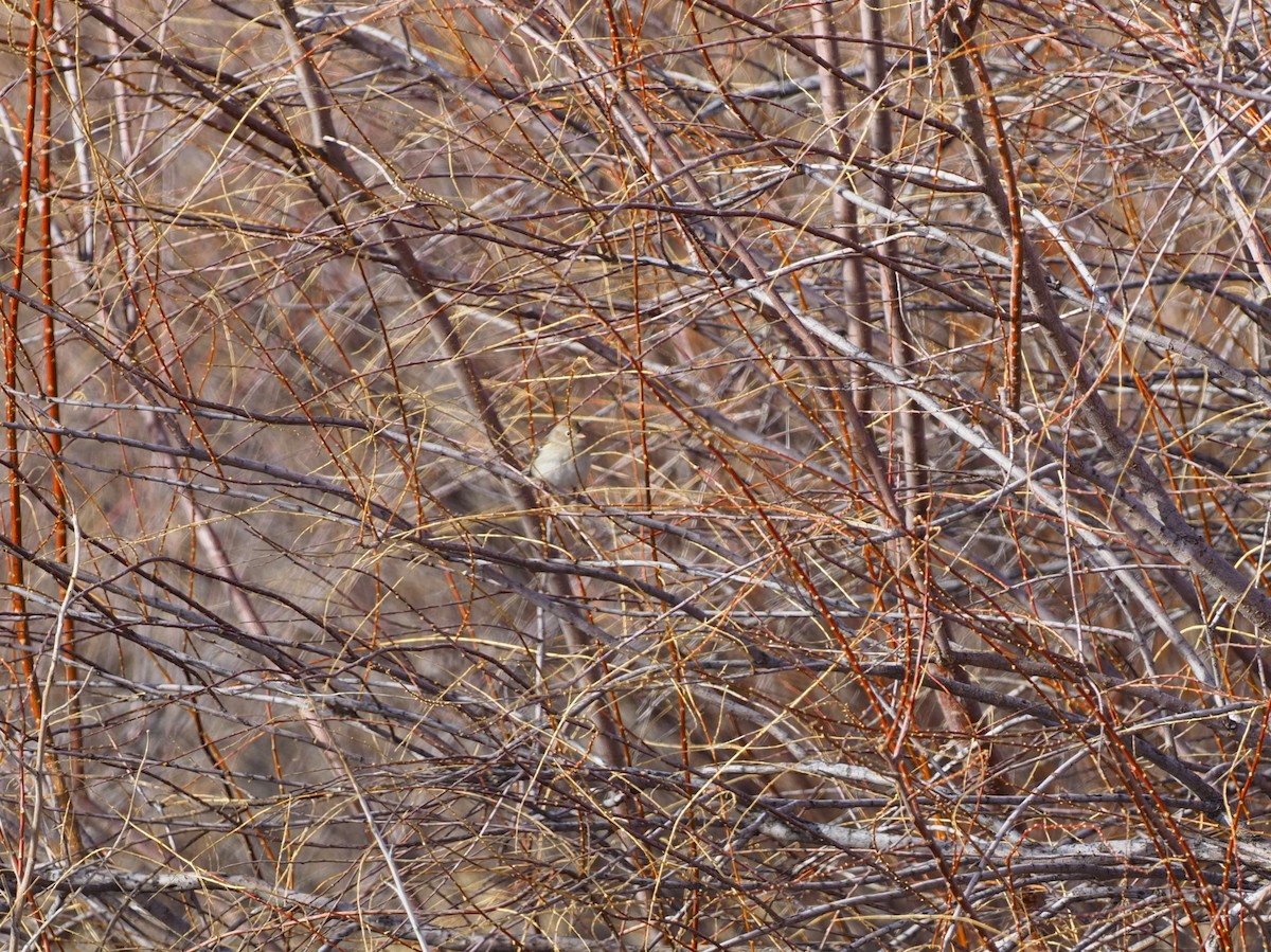 Field Sparrow - John Bruder