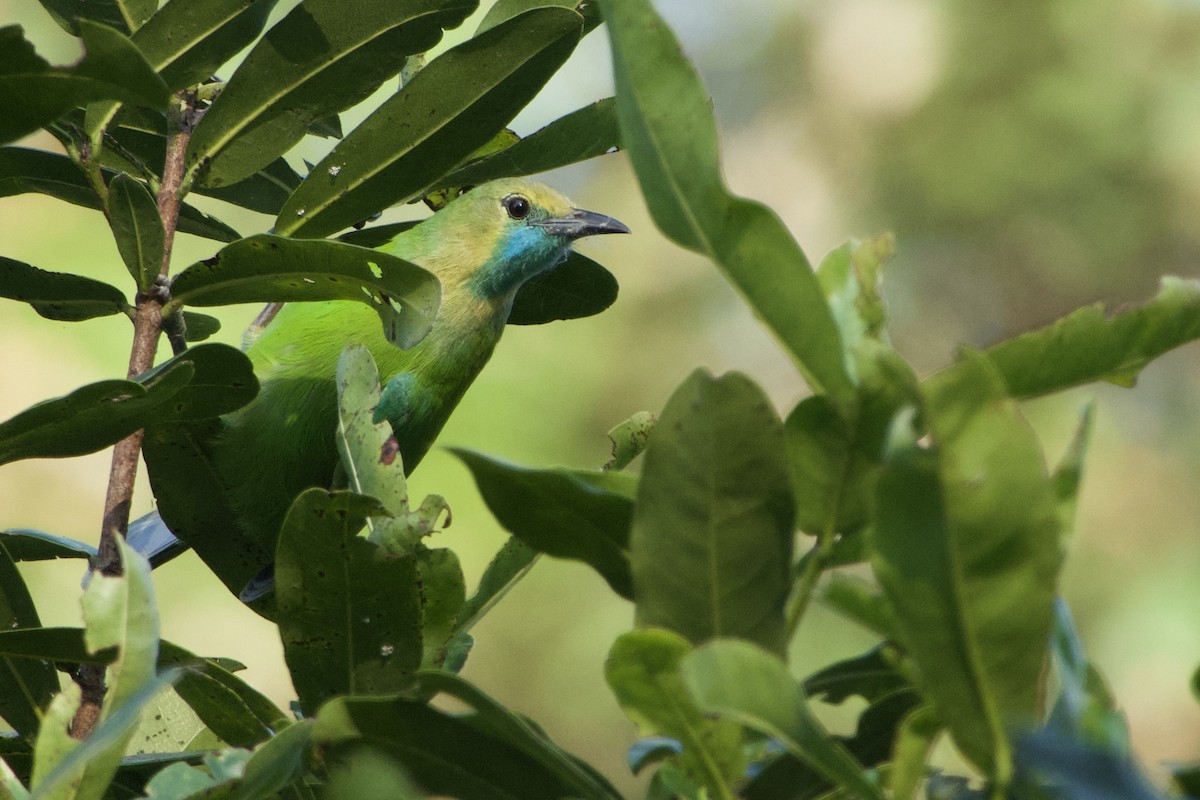 Jerdon's Leafbird - GARY DOUGLAS