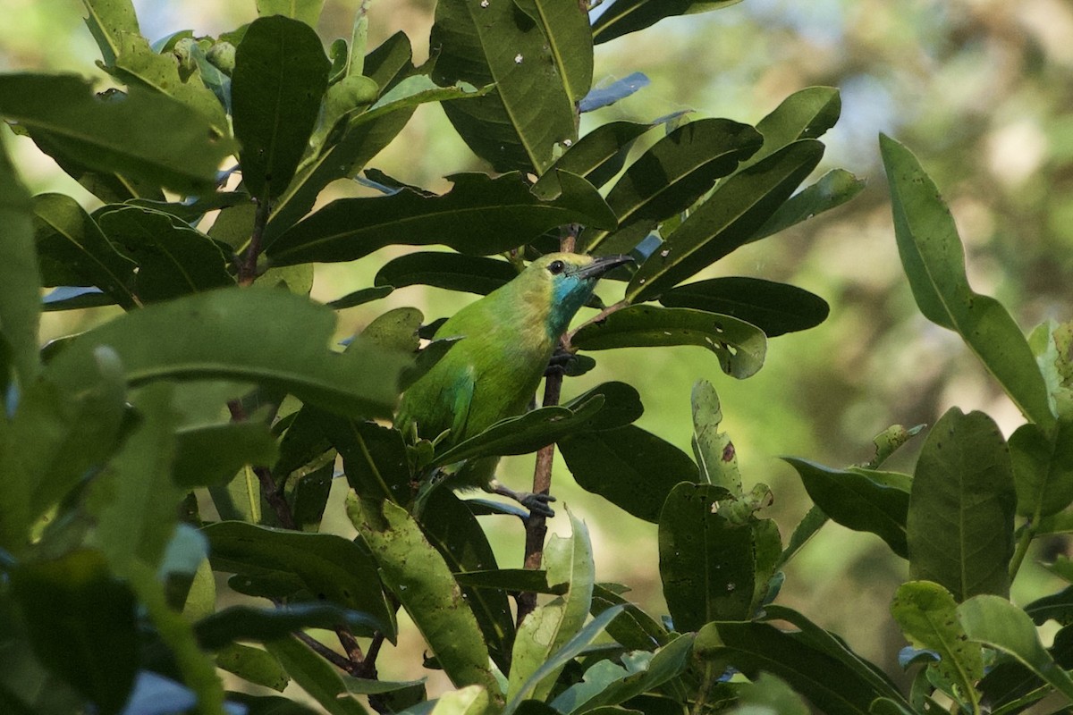 Jerdon's Leafbird - GARY DOUGLAS