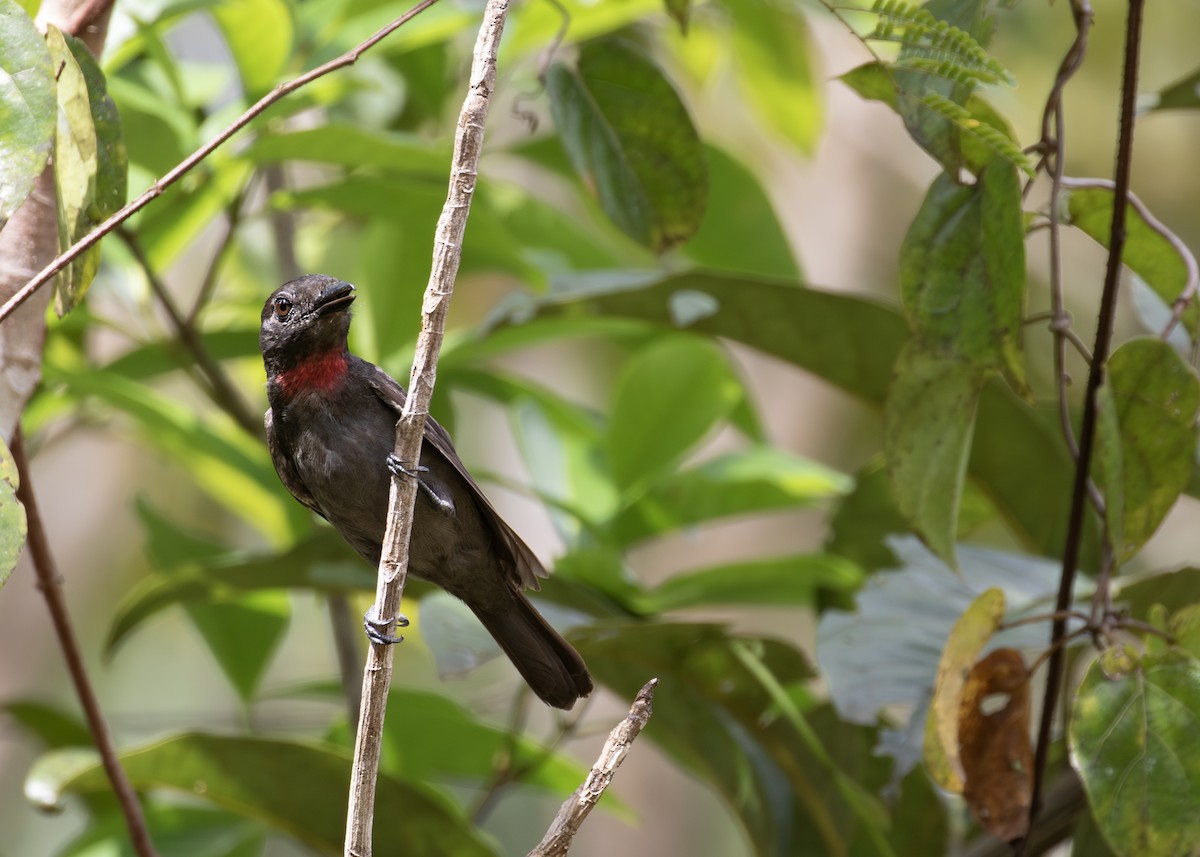 Pink-throated Becard - ML613903350