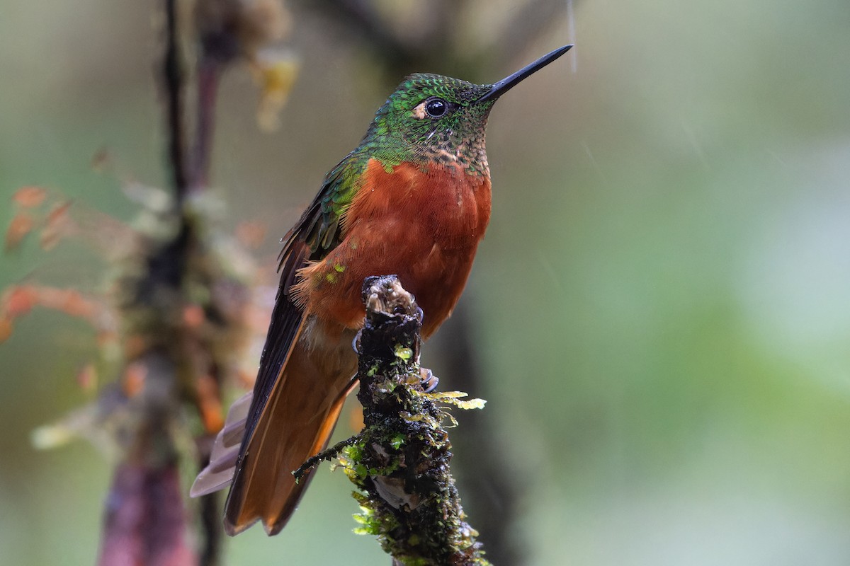 kolibřík peruánský - ML613903376