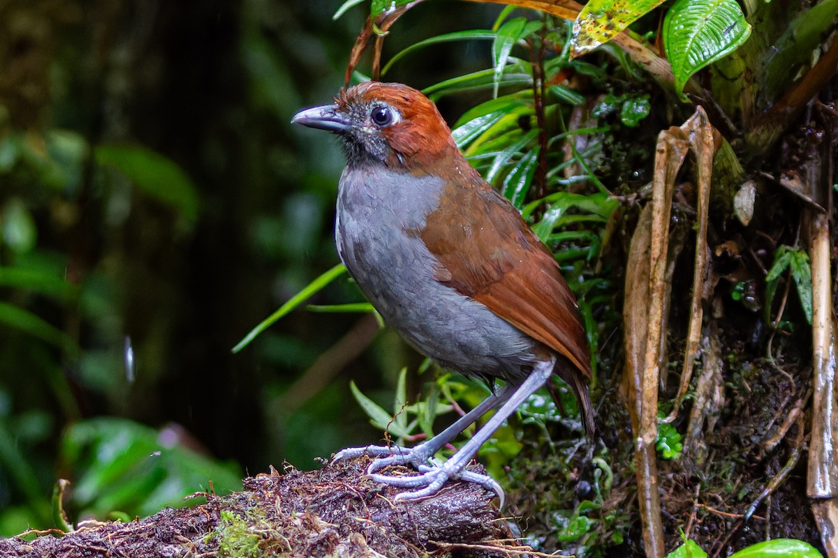 Chestnut-naped Antpitta - ML613903407