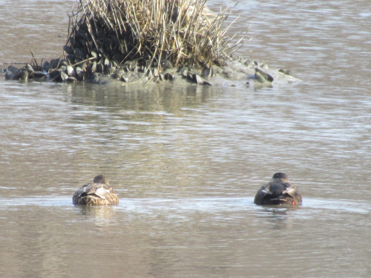 Canard colvert - ML613903450