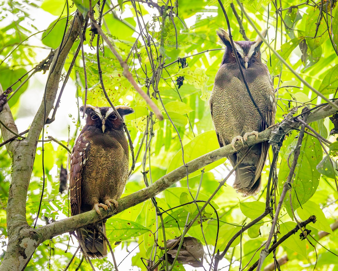 Crested Owl - ML613903467