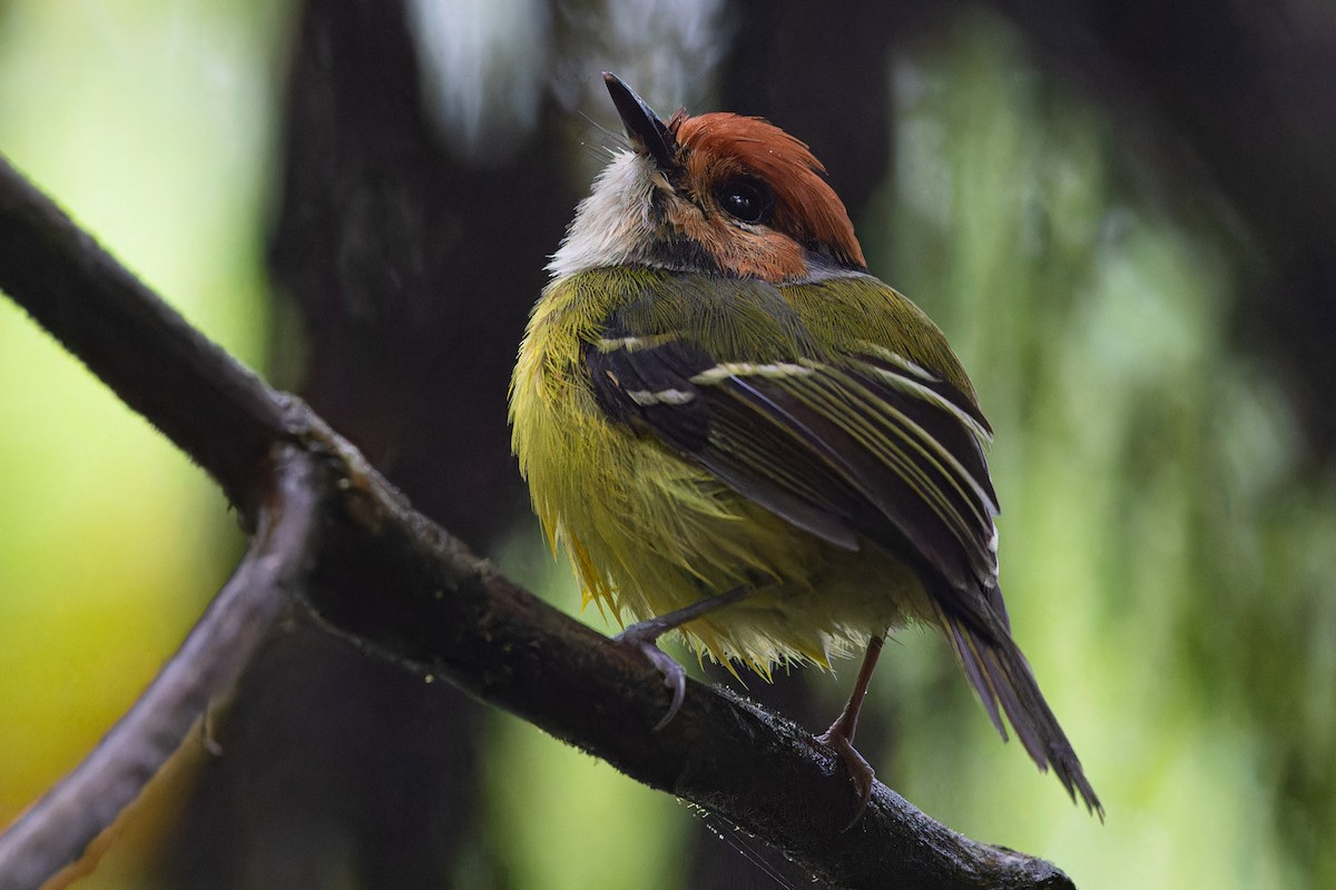 Rufous-crowned Tody-Flycatcher - ML613903542