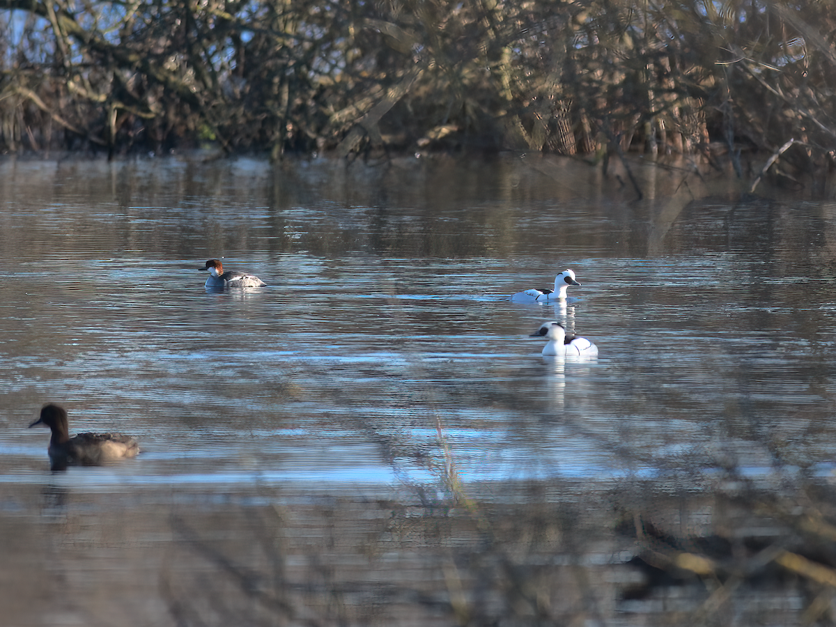 Smew - Andy Symes