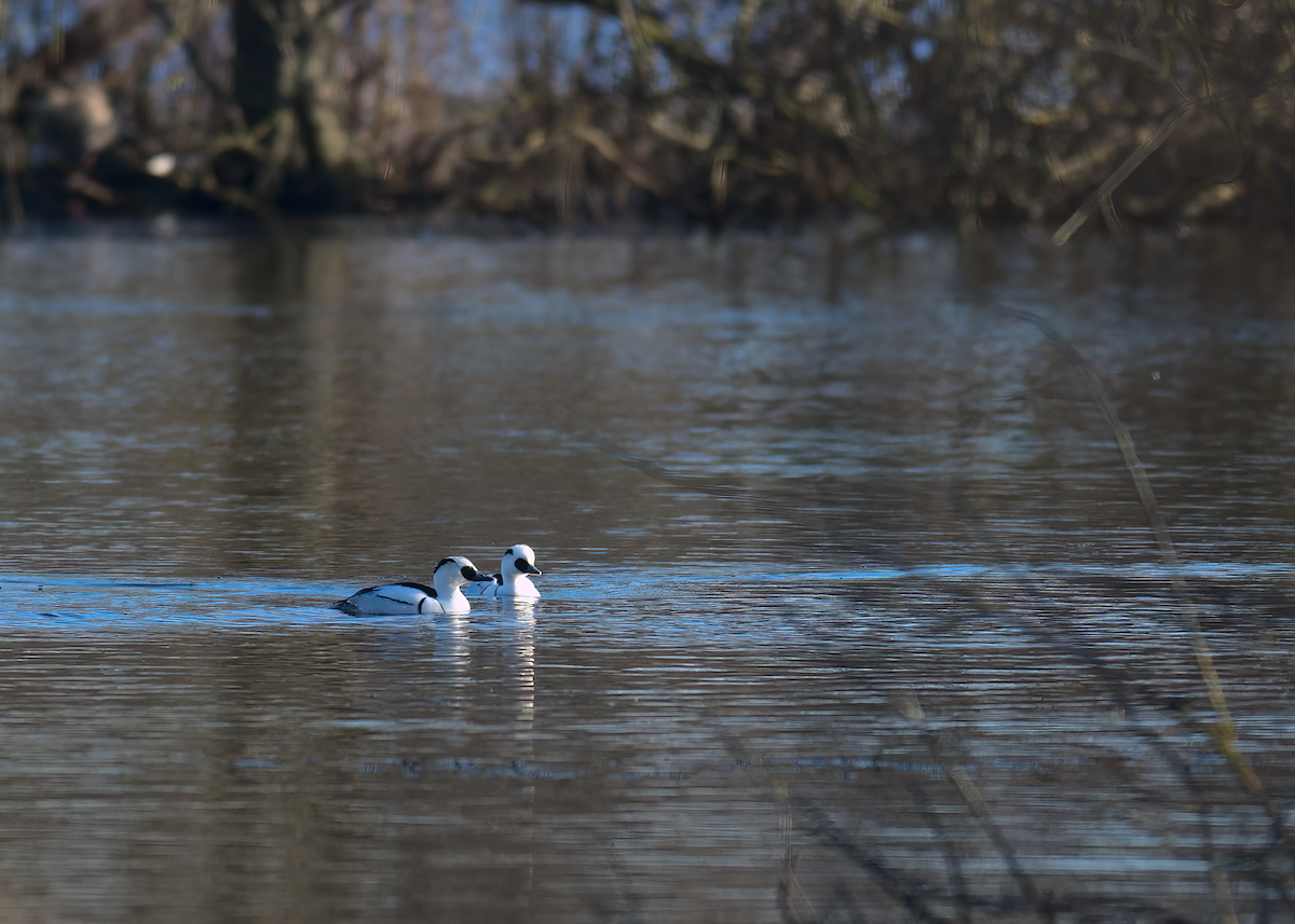 Smew - Andy Symes