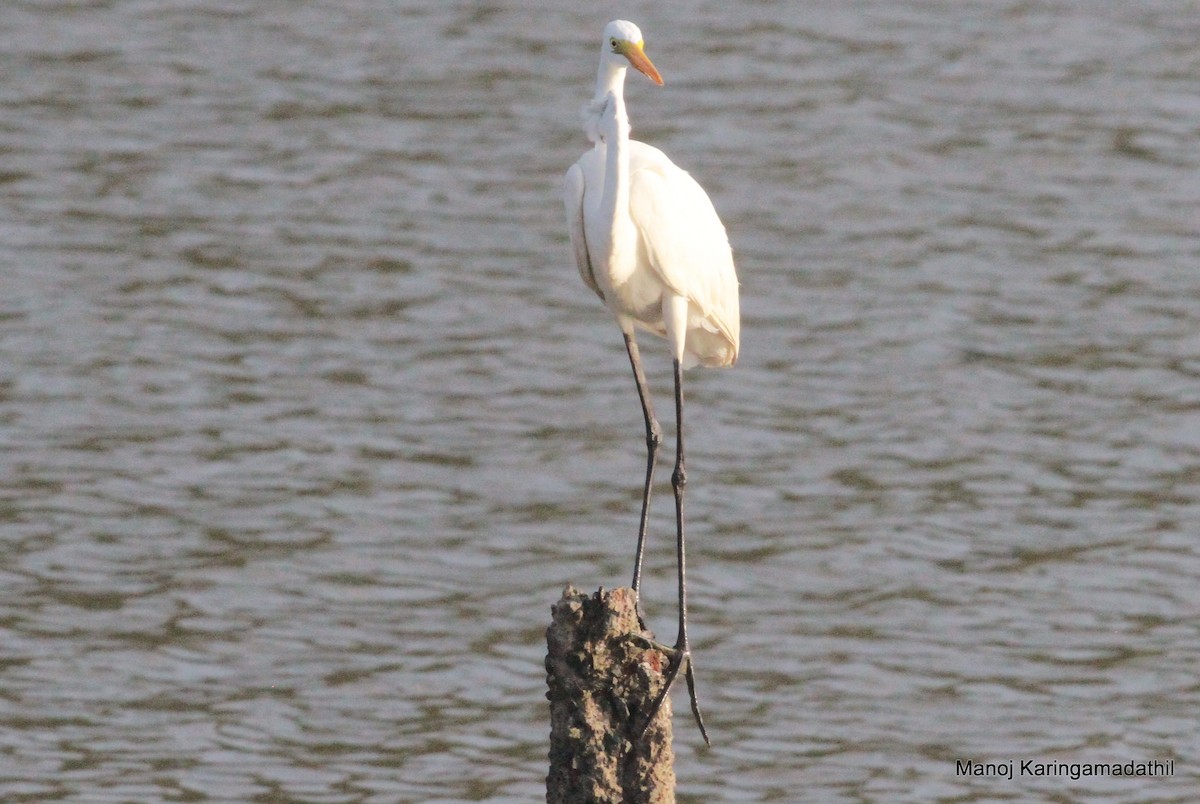 Great Egret - Manoj Karingamadathil