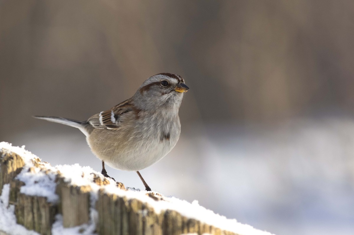 American Tree Sparrow - François Martin