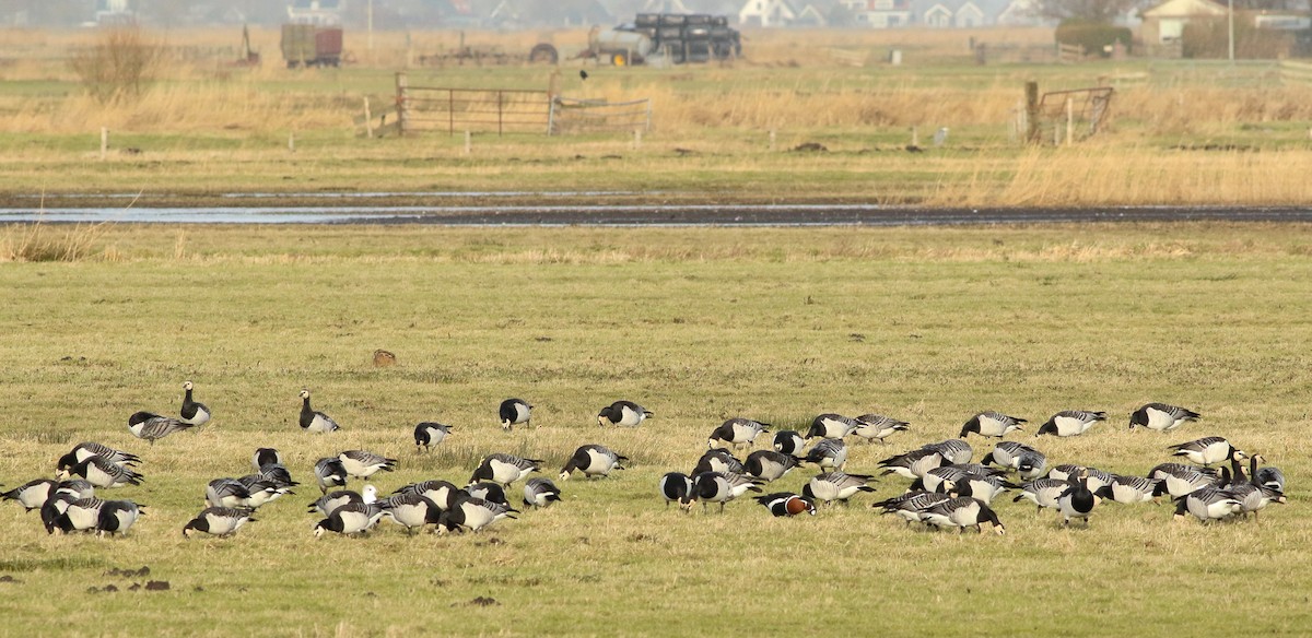 Barnacle Goose - ML613903794