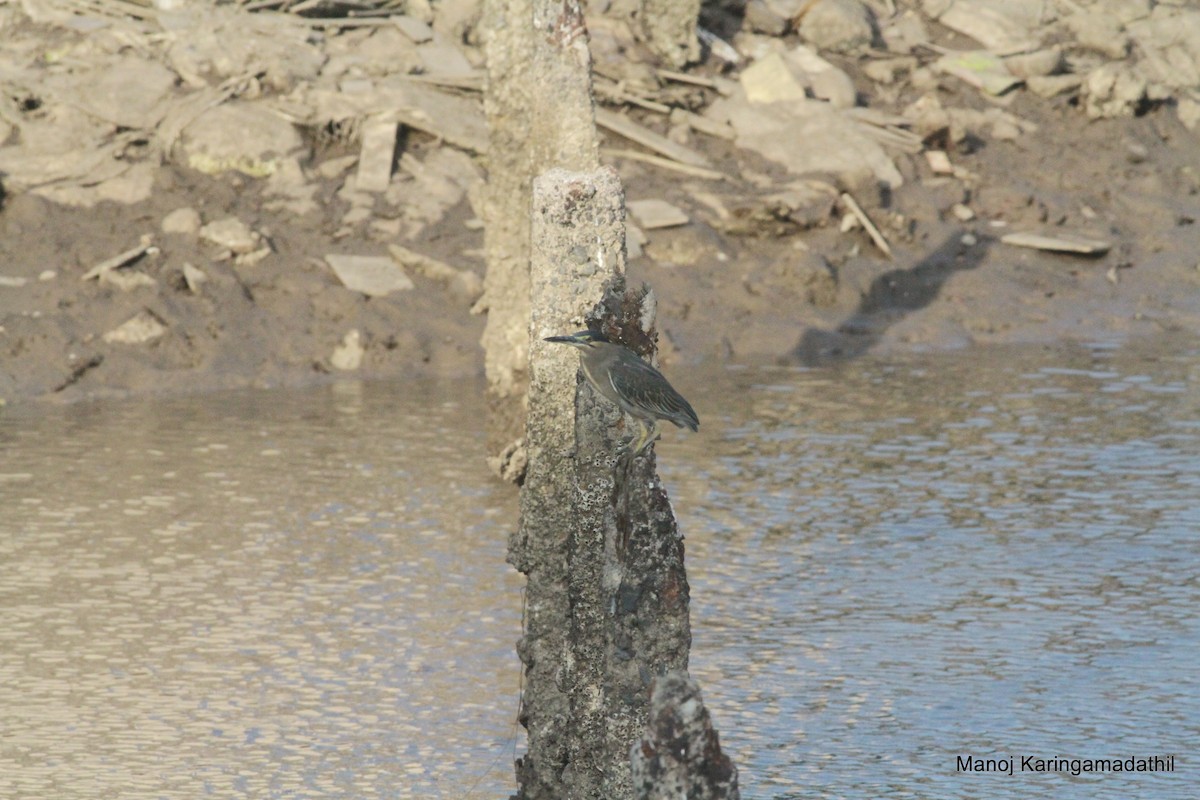 Striated Heron - Manoj Karingamadathil