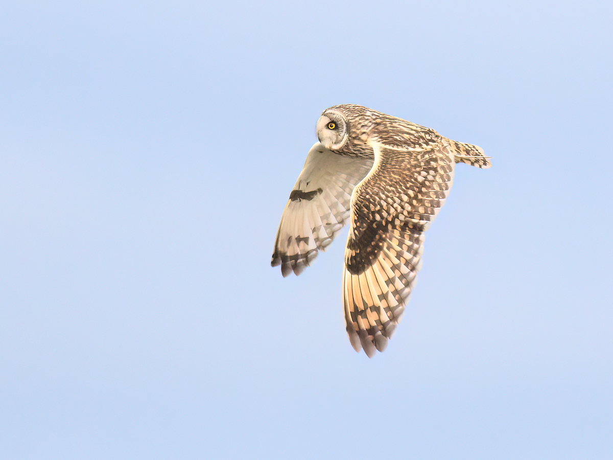 Short-eared Owl - Andy Symes