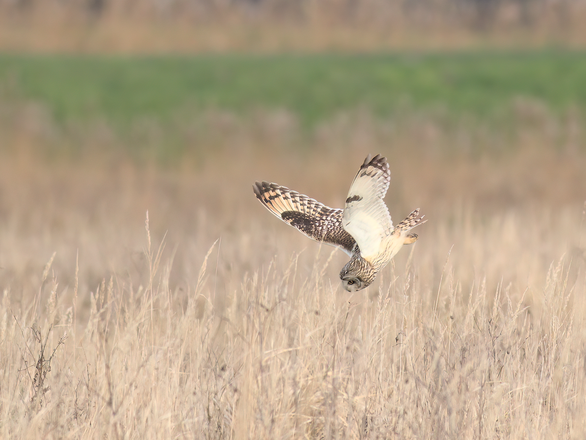 Short-eared Owl - Andy Symes