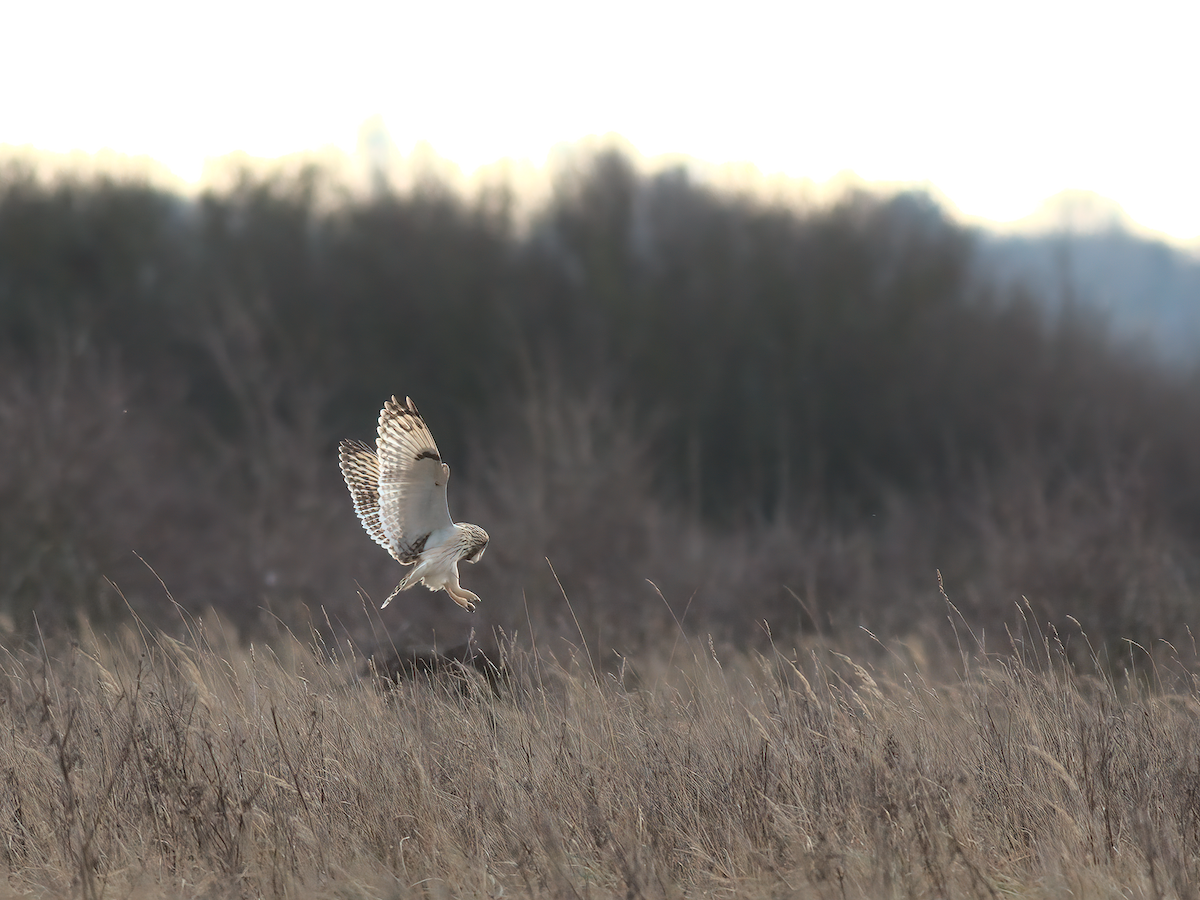 Short-eared Owl - Andy Symes