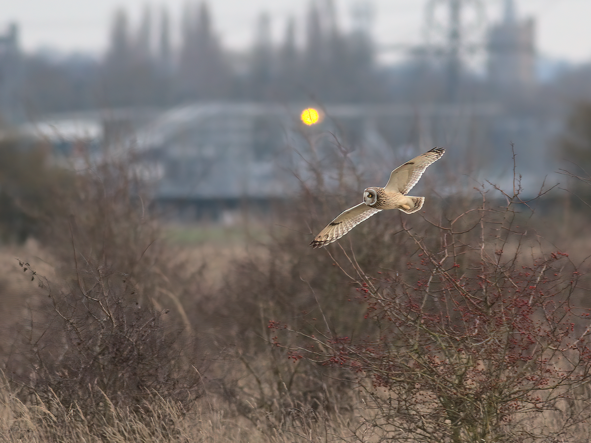 Short-eared Owl - Andy Symes