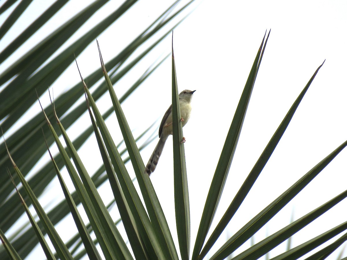 Delicate Prinia - ML613903924