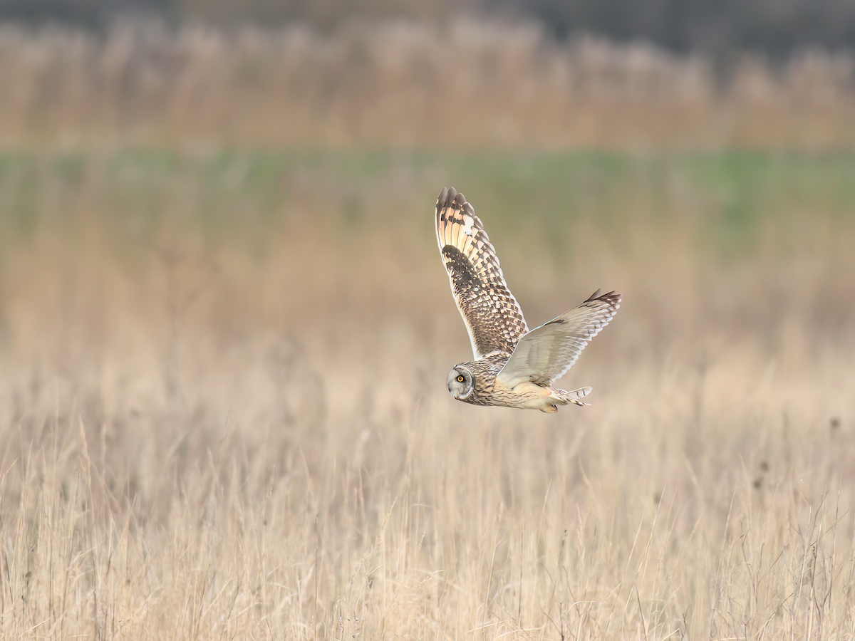 Short-eared Owl - Andy Symes