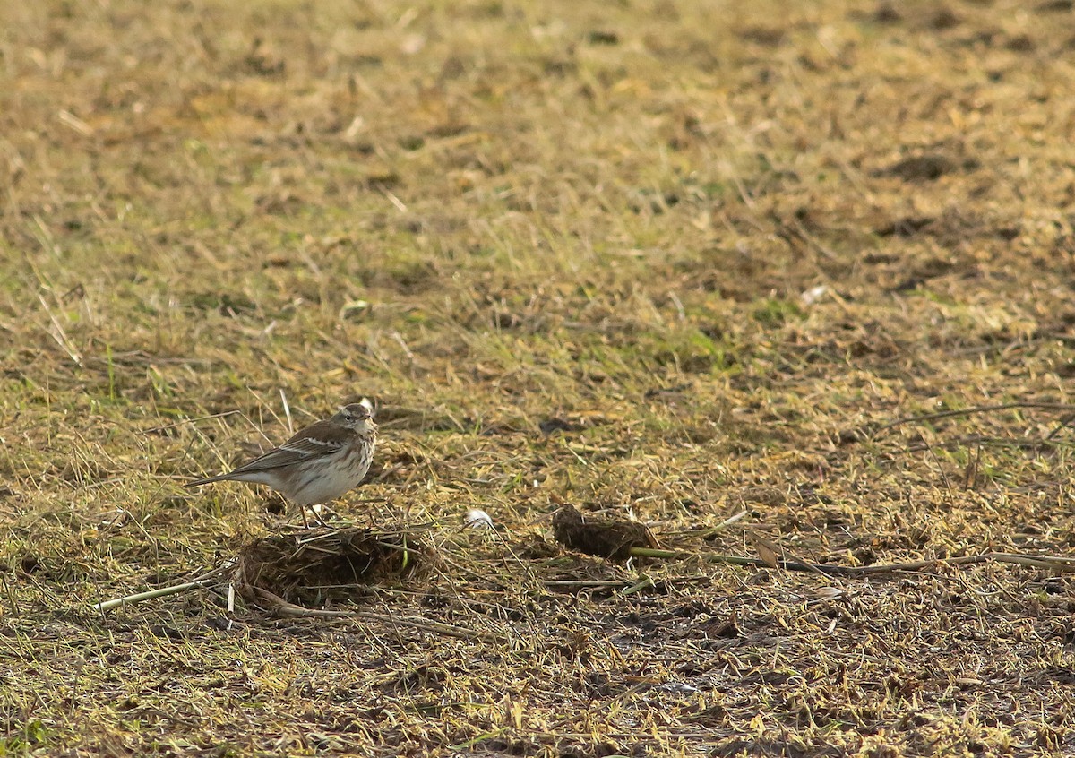 Water Pipit - Daan van der Hoeven