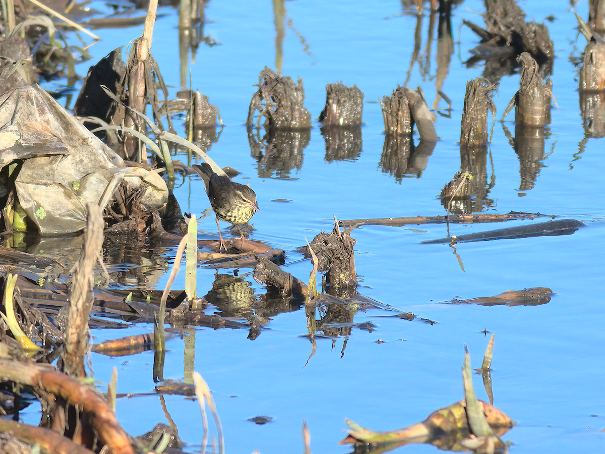 Northern Waterthrush - Andy Symes