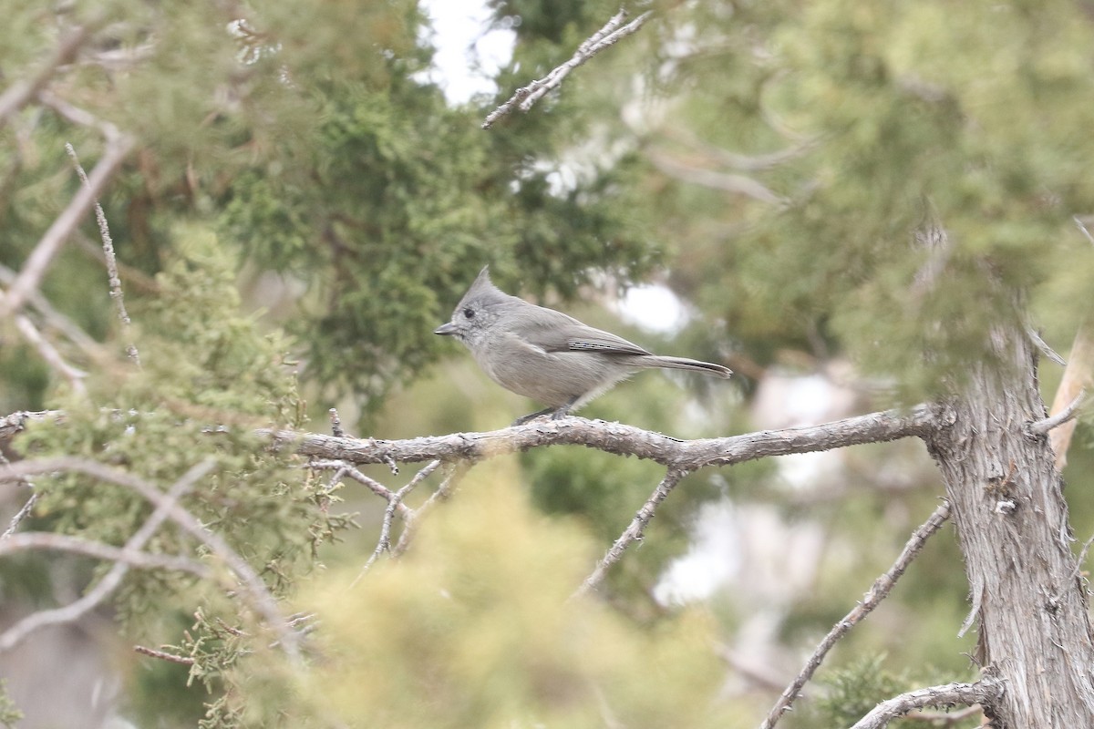 Juniper Titmouse - ML613904071