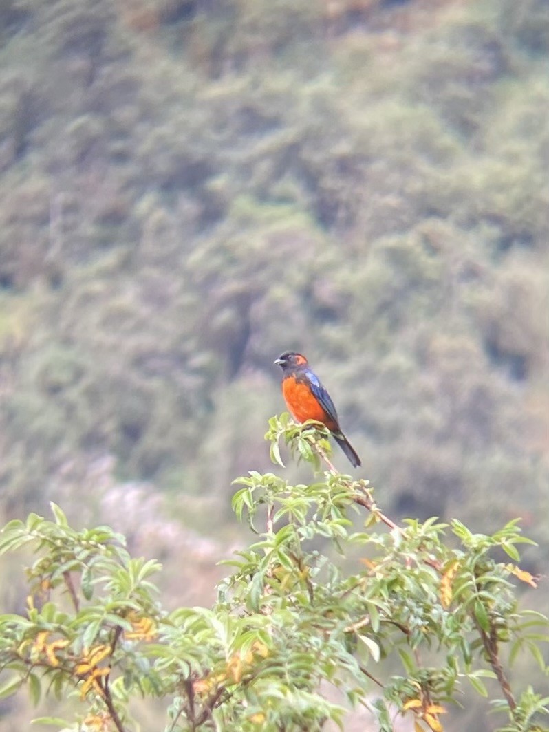 Scarlet-bellied Mountain Tanager - ML613904123