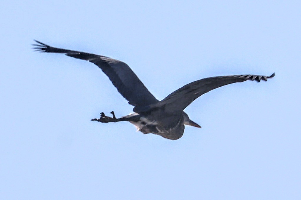 Great Blue Heron - ML613904147