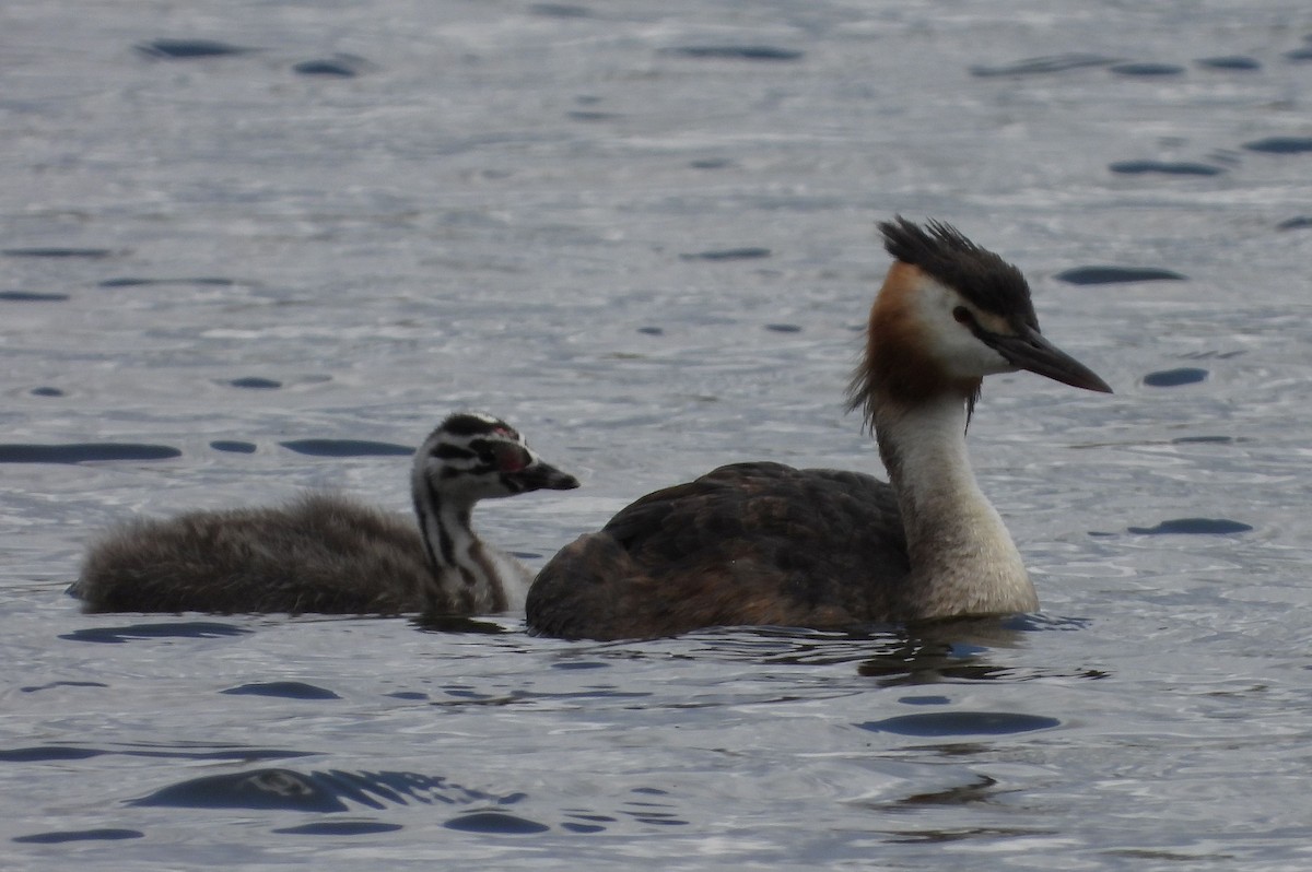 Great Crested Grebe - ML613904233