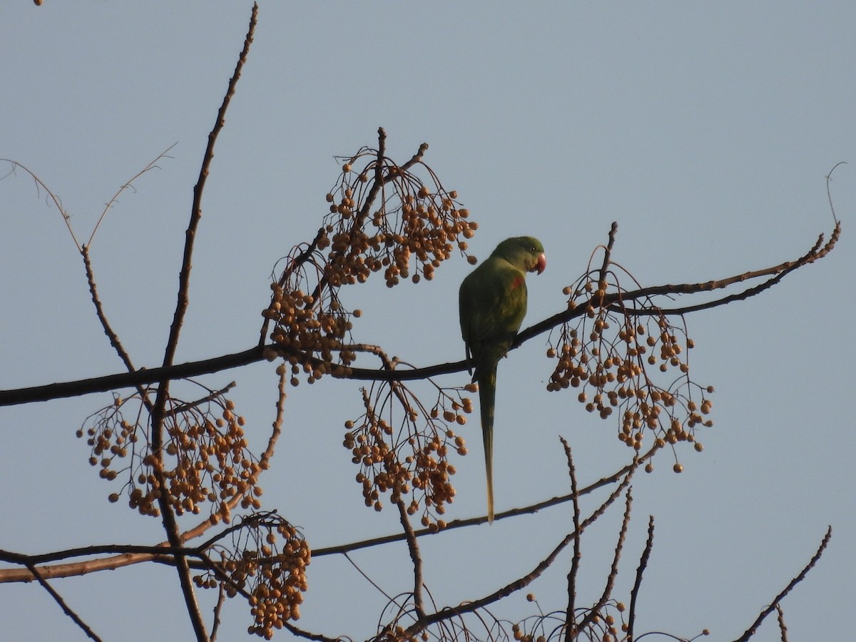 Alexandrine Parakeet - ML613904235