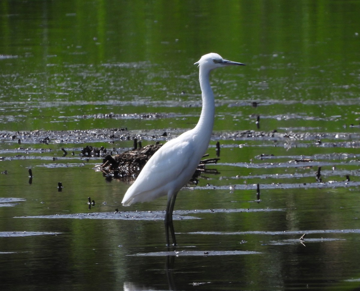 Little Egret - ML613904271