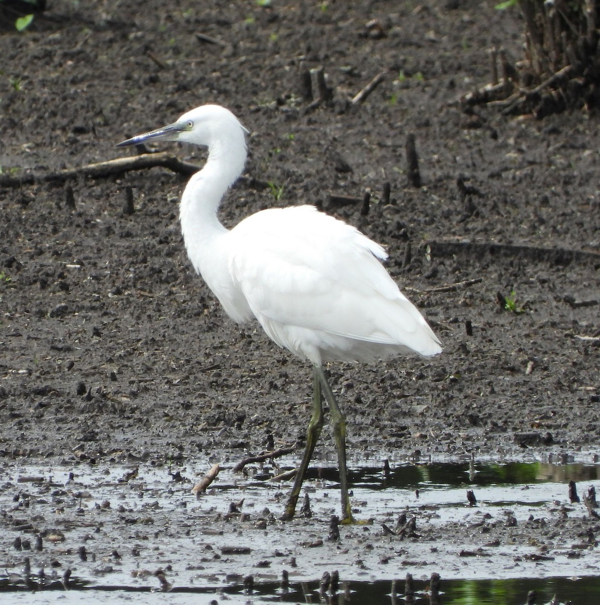 Little Egret - ML613904272