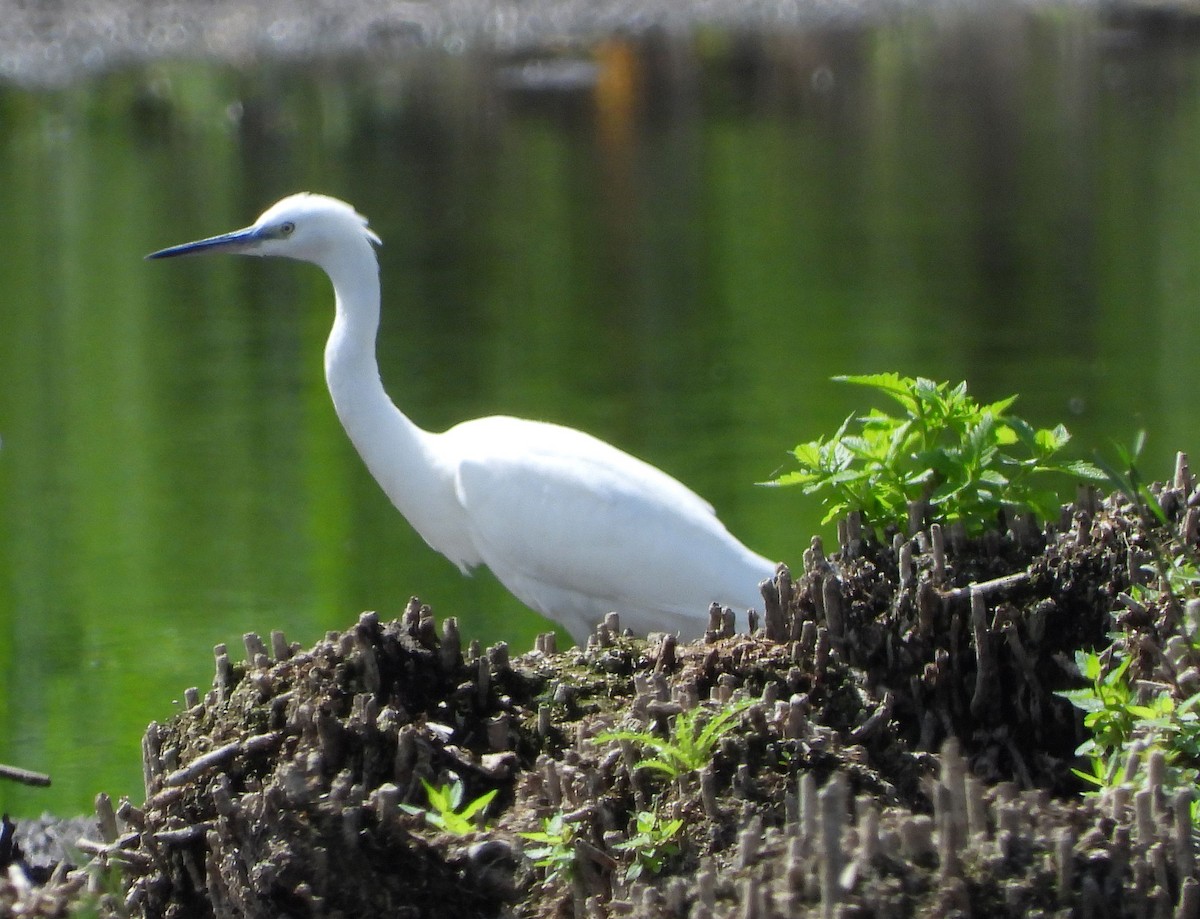 Little Egret - ML613904273