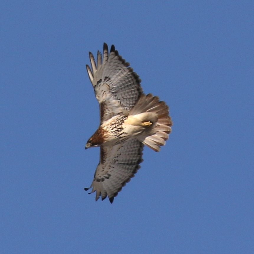 Rotschwanzbussard - ML613904298