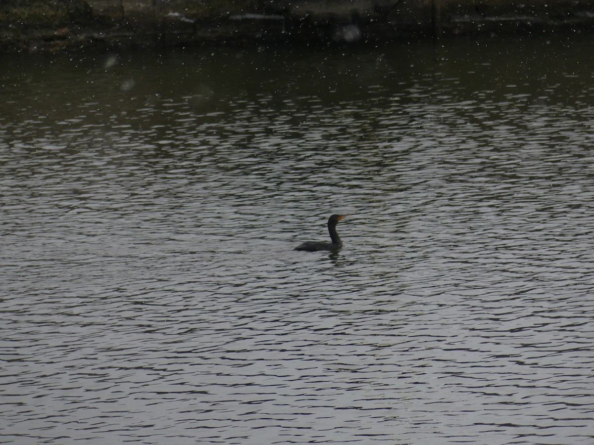 Double-crested Cormorant - ML613904300