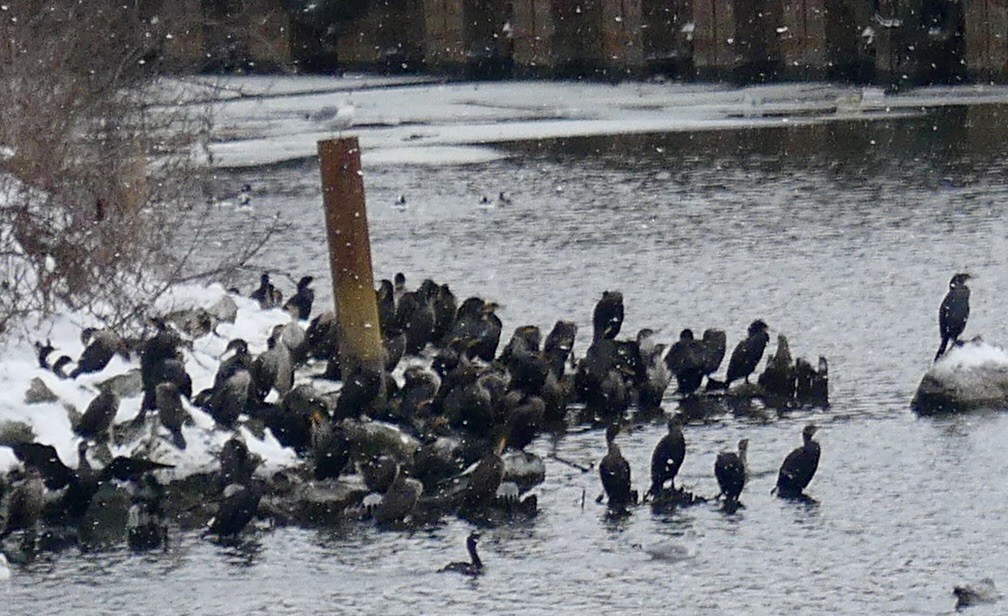 Double-crested Cormorant - ML613904304