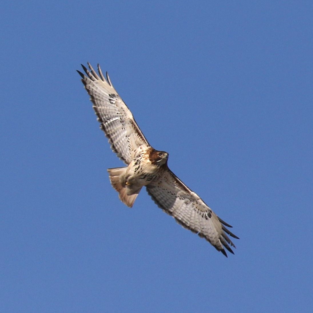Rotschwanzbussard - ML613904315